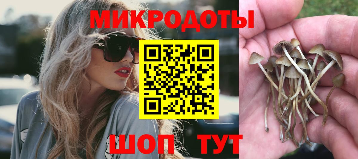 Псилоцибиновые грибы Psilocybe Карачаевск